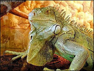    Выставка "Мир рептилий"