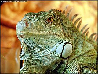    Выставка "Мир рептилий"