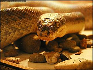    Выставка "Мир рептилий"