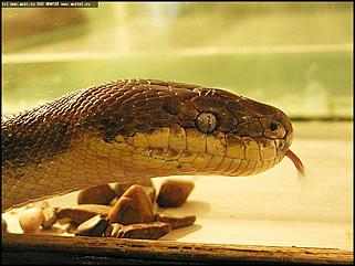    Выставка "Мир рептилий"