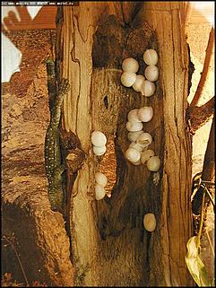    Выставка "Мир рептилий"