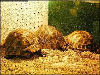    Выставка "Мир рептилий"