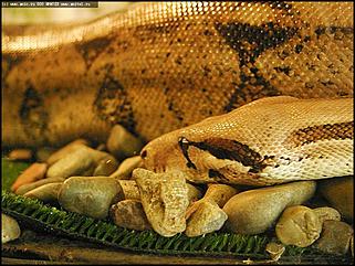    Выставка "Мир рептилий"