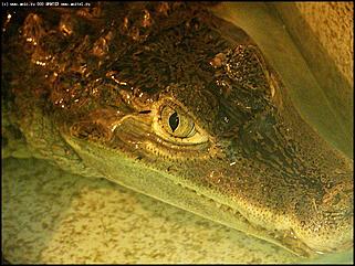    Выставка "Мир рептилий"