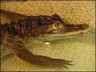    Выставка "Мир рептилий"