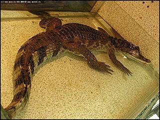    Выставка "Мир рептилий"