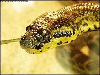    Выставка "Мир рептилий"