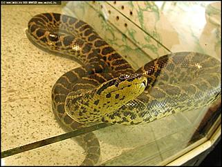    Выставка "Мир рептилий"