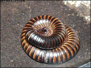    Выставка "Мир рептилий"