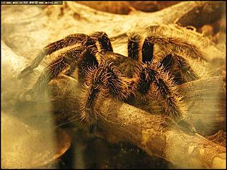    Выставка "Мир рептилий"