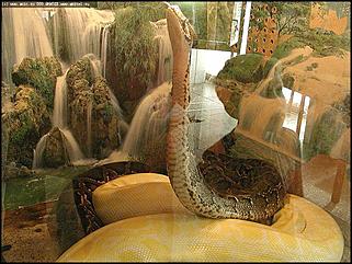    Выставка "Мир рептилий"