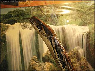    Выставка "Мир рептилий"