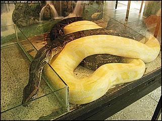    Выставка "Мир рептилий"