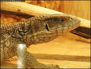    Выставка "Мир рептилий"