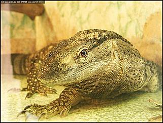    Выставка "Мир рептилий"