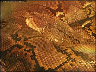    Выставка "Мир рептилий"