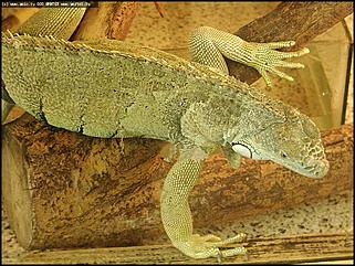    Выставка "Мир рептилий"