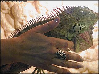    Выставка "Мир рептилий"