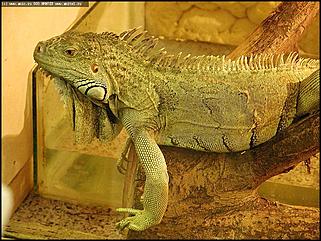    Выставка "Мир рептилий"