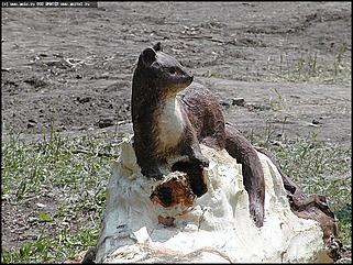    Первый фестиваль парковой скульптуры