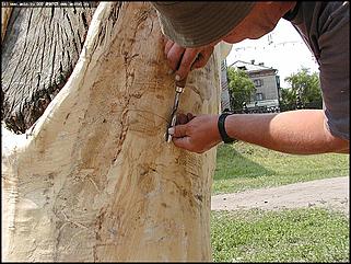    Первый фестиваль парковой скульптуры