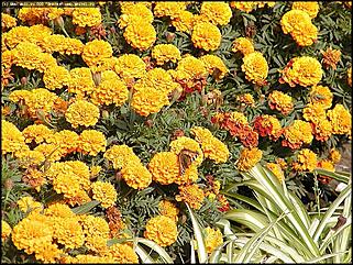    Город украшает себя