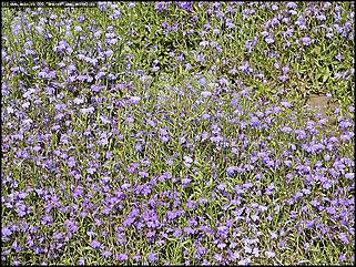    Город украшает себя