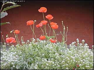    Город украшает себя