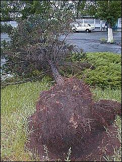    Буря в Барнауле. 03 июня 2001.