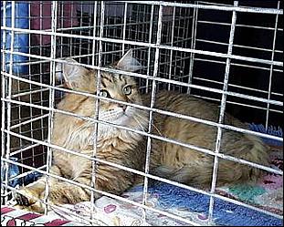    Городу 270 лет