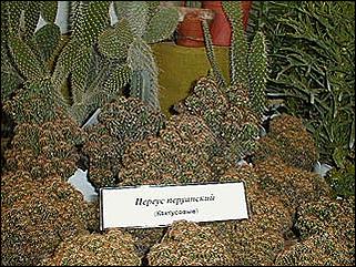    Барнаул 2001. День города.