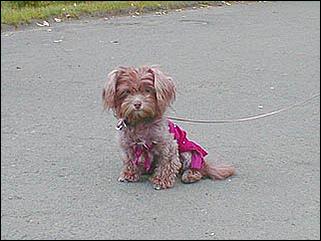    Барнаул 2001. День города.