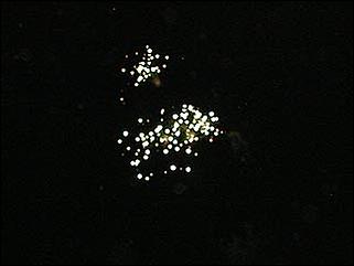    Барнаул 2001. День города.