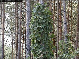    Фотогалерея природных достопримечательностей Алтайского края