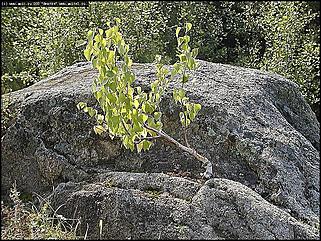    Фотогалерея природных достопримечательностей Алтайского края