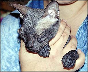    "Фестиваль живой природы"