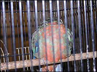    "Фестиваль живой природы"