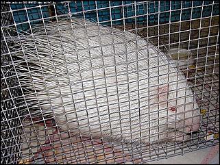    "Фестиваль живой природы"