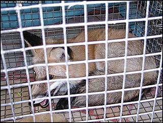    "Фестиваль живой природы"