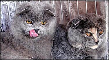    "Фестиваль живой природы"