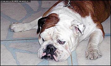    "Фестиваль живой природы"