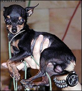    "Фестиваль живой природы"