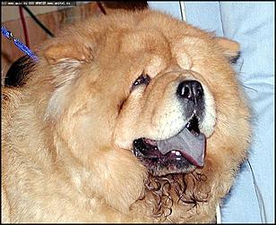    "Фестиваль живой природы"