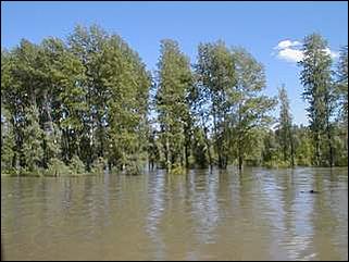    Паводок в Затоне /28 мая 2001/.