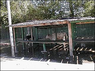    Паводок в Затоне /28 мая 2001/.