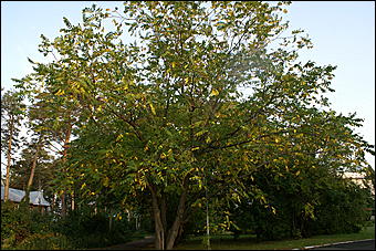 11 сентября 2008 г., Барнаул   Осень в дендрарии НИИ садоводства Сибири им. Лисавенко 