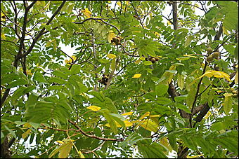 11 сентября 2008 г., Барнаул   Осень в дендрарии НИИ садоводства Сибири им. Лисавенко 