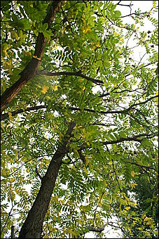 11 сентября 2008 г., Барнаул   Осень в дендрарии НИИ садоводства Сибири им. Лисавенко 