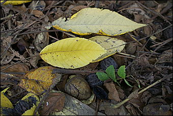 11 сентября 2008 г., Барнаул   Осень в дендрарии НИИ садоводства Сибири им. Лисавенко 