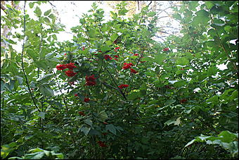 11 сентября 2008 г., Барнаул   Осень в дендрарии НИИ садоводства Сибири им. Лисавенко 